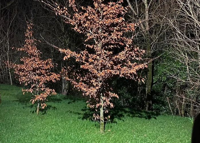 Oak Ballygar